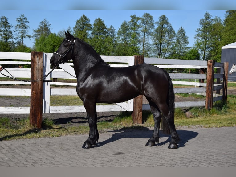 Sangre fría polaco Mestizo Yegua 3 años 155 cm Negro in Chełmno
