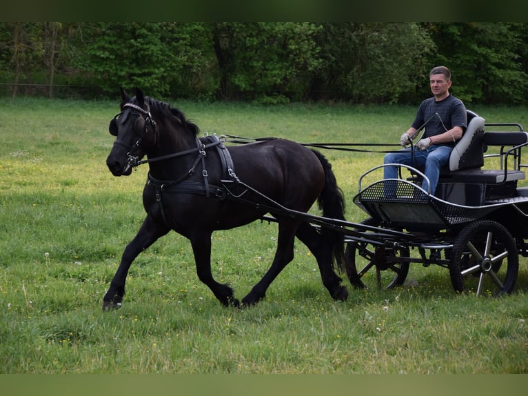 Sangre fría polaco Yegua 3 años 155 cm Negro in Che&#x142;mno