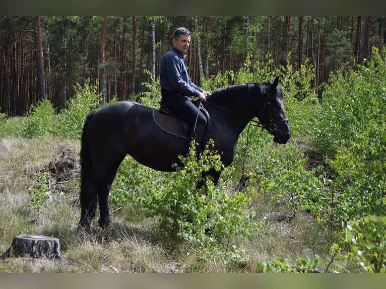 Sangre fría polaco Yegua 3 años 155 cm Negro in Che&#x142;mno