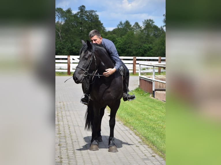 Sangre fría polaco Yegua 3 años 155 cm Negro in Che&#x142;mno