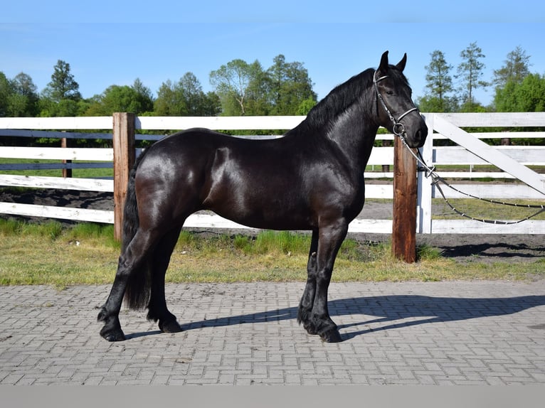 Sangre fría polaco Mestizo Yegua 3 años 155 cm Negro in Chełmno