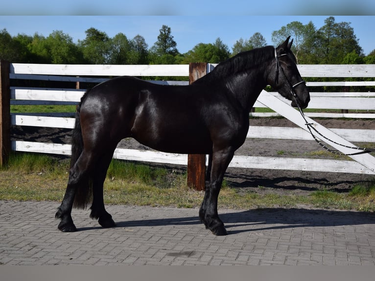 Sangre fría polaco Yegua 3 años 155 cm Negro in Che&#x142;mno