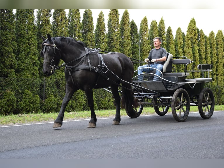 Sangre fría polaco Mestizo Yegua 3 años 155 cm Negro in Chełmno