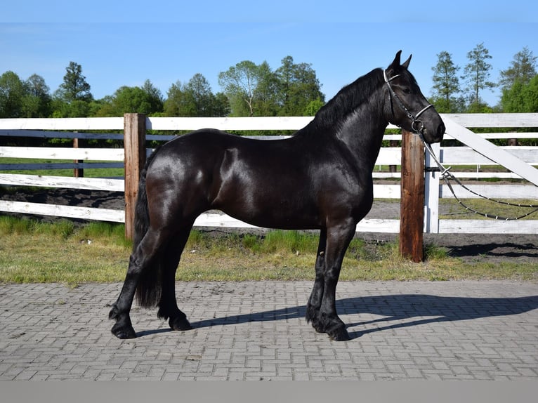 Sangre fría polaco Yegua 3 años 155 cm Negro in Che&#x142;mno
