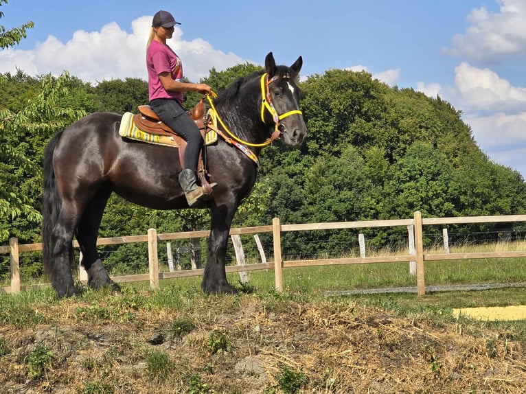 Sangre fría polaco Yegua 3 años 156 cm Negro in Linkenbach