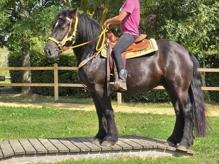 Sangre fría polaco Yegua 3 años 156 cm Negro in Linkenbach