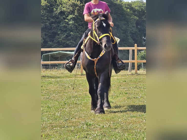 Sangre fría polaco Yegua 3 años 156 cm Negro in Linkenbach