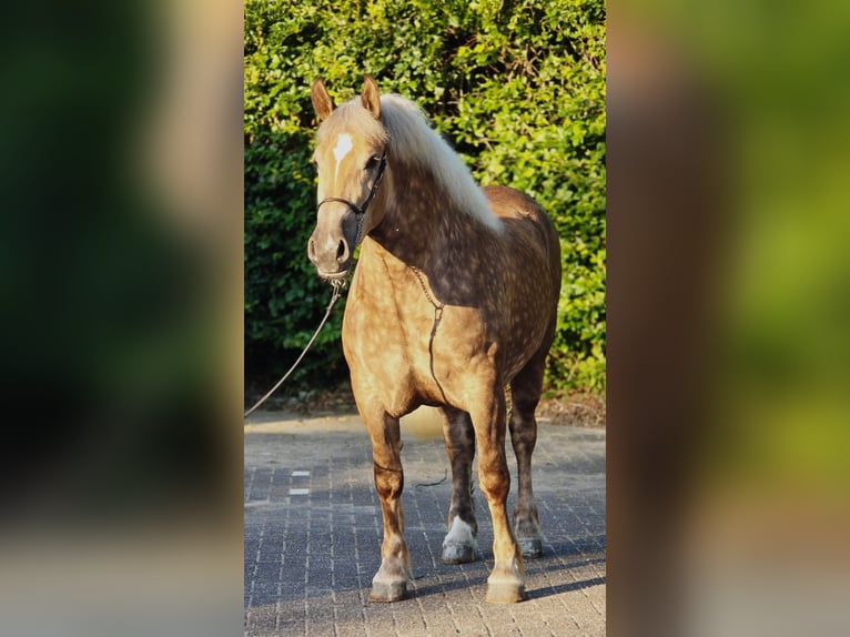 Sangre fría polaco Yegua 3 años 160 cm Champán in Weert
