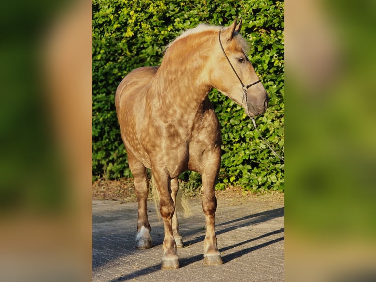 Sangre fría polaco Yegua 3 años 160 cm Champán in Weert