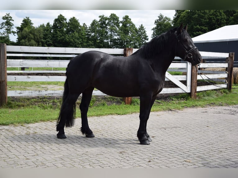 Sangre fría polaco Yegua 3 años 162 cm Morcillo in Chełmno