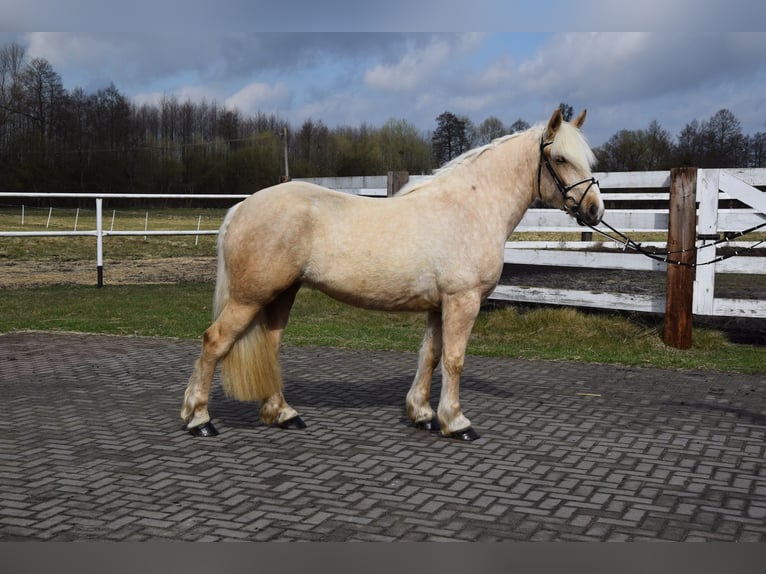 Sangre fría polaco Mestizo Yegua 3 años 162 cm Palomino in Chełmno