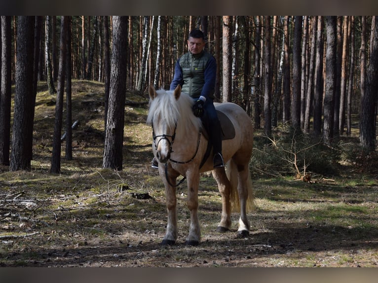 Sangre fría polaco Mestizo Yegua 3 años 162 cm Palomino in Chełmno