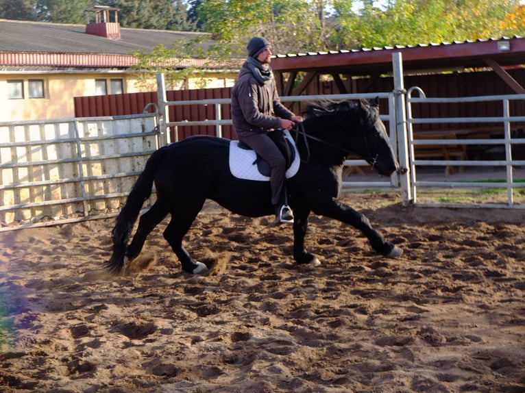 Sangre fría polaco Yegua 4 años 152 cm Negro in Buttstädt