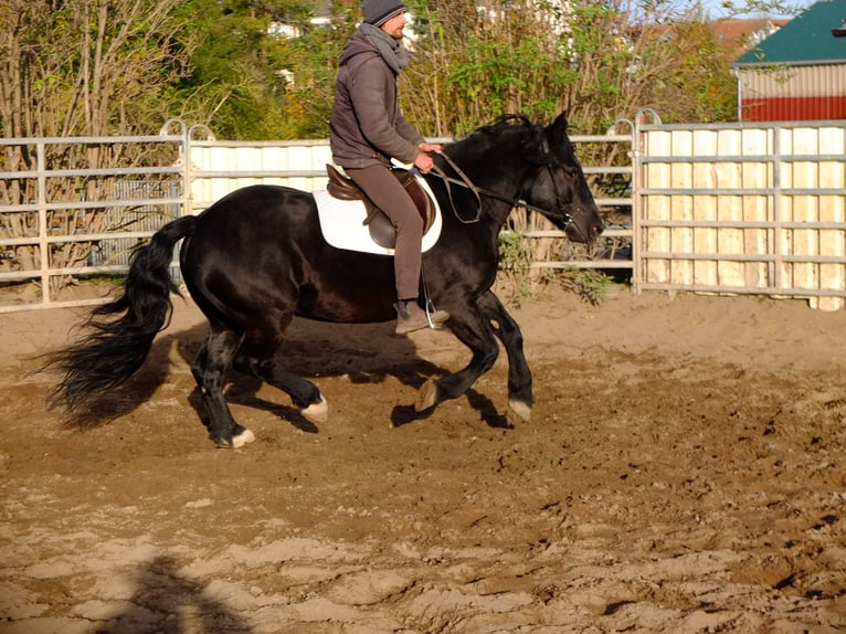 Sangre fría polaco Yegua 4 años 152 cm Negro in Buttstädt