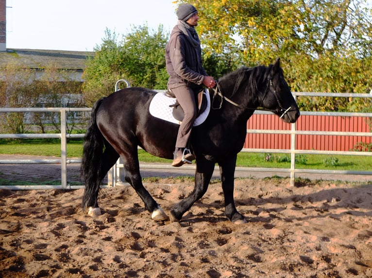 Sangre fría polaco Yegua 4 años 152 cm Negro in Buttstädt