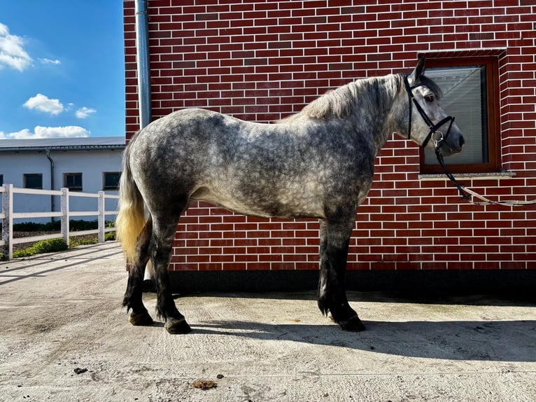 Sangre fría polaco Mestizo Yegua 4 años 155 cm Tordo rodado in G&#xF6;rzke