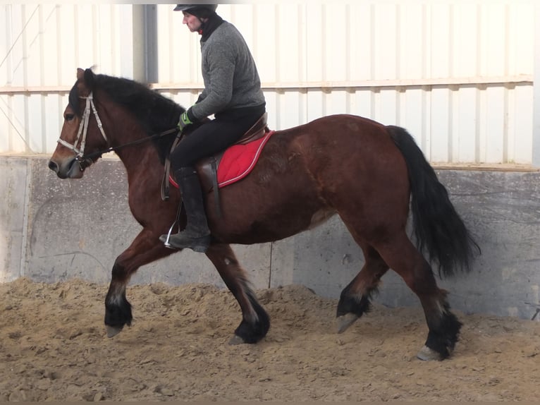 Sangre fría polaco Yegua 4 años 157 cm Castaño in Buttstädt