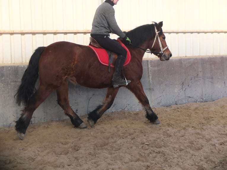 Sangre fría polaco Yegua 4 años 157 cm Castaño in Buttstädt