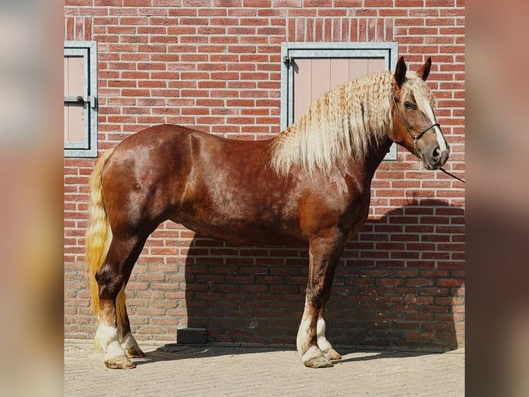 Sangre fría polaco Yegua 4 años 166 cm  in Weert