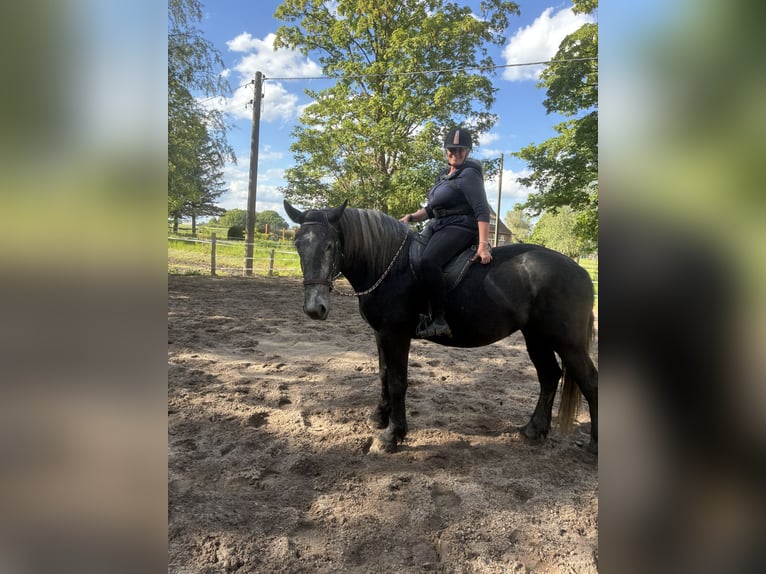 Sangre fría polaco Mestizo Yegua 4 años 169 cm  in BrahlstorfTeldau