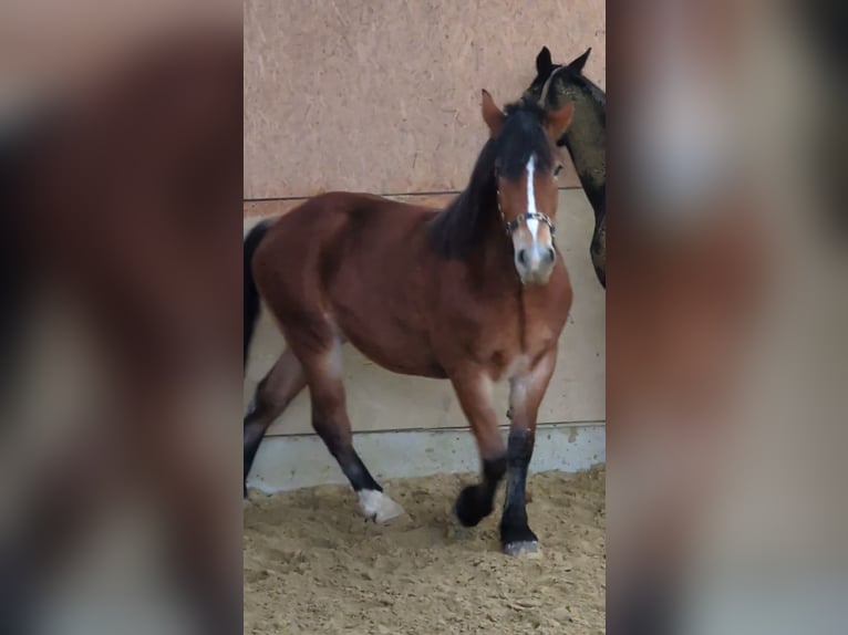 Sangre fría polaco Yegua 4 años 170 cm Castaño in Herne