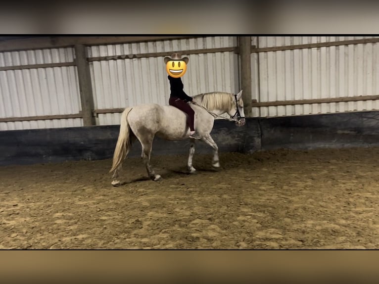 Sangre fría polaco Yegua 5 años 158 cm Tordo in Geldern