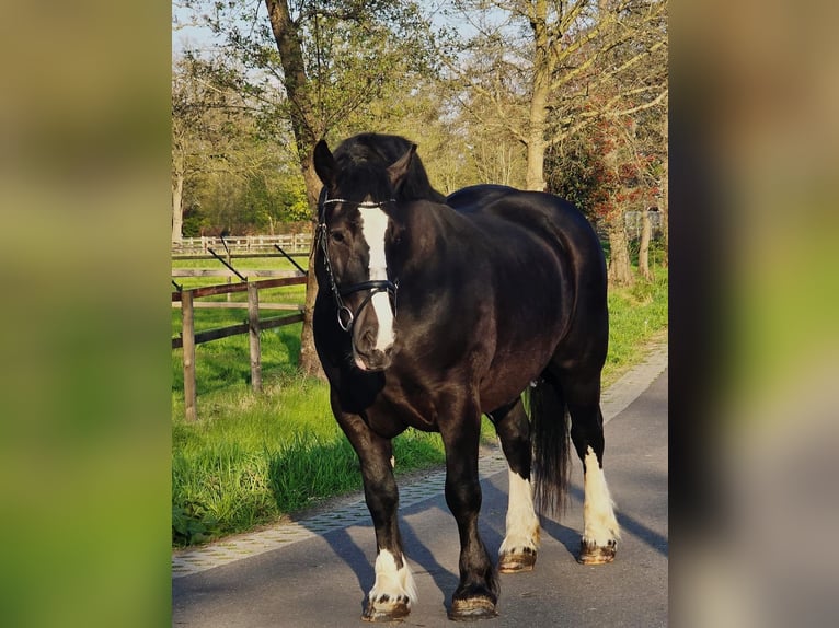 Sangre fría polaco Yegua 5 años 163 cm Negro in Someren