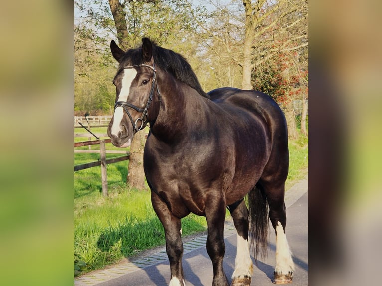 Sangre fría polaco Yegua 5 años 163 cm Negro in Someren