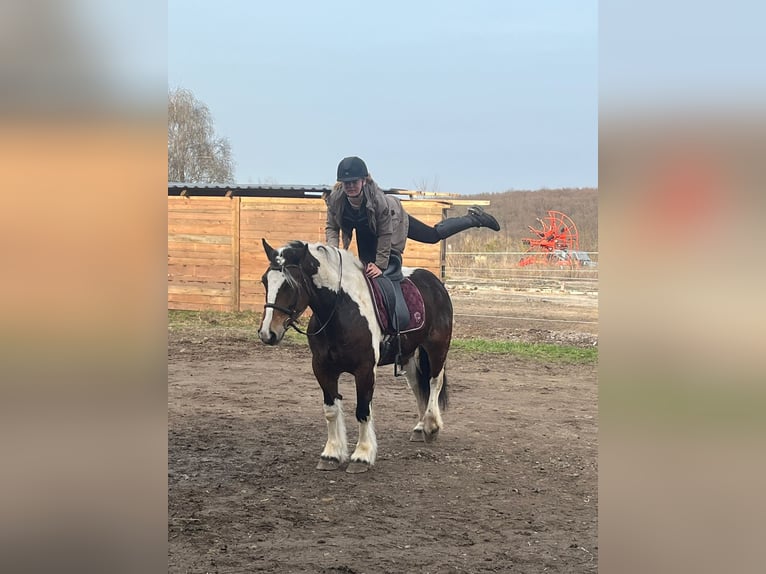 Sangre fría polaco Mestizo Yegua 6 años 153 cm Pío in Galenberg