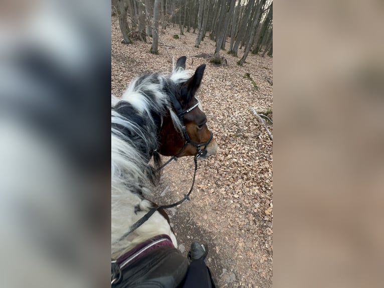 Sangre fría polaco Mestizo Yegua 6 años 153 cm Pío in Galenberg