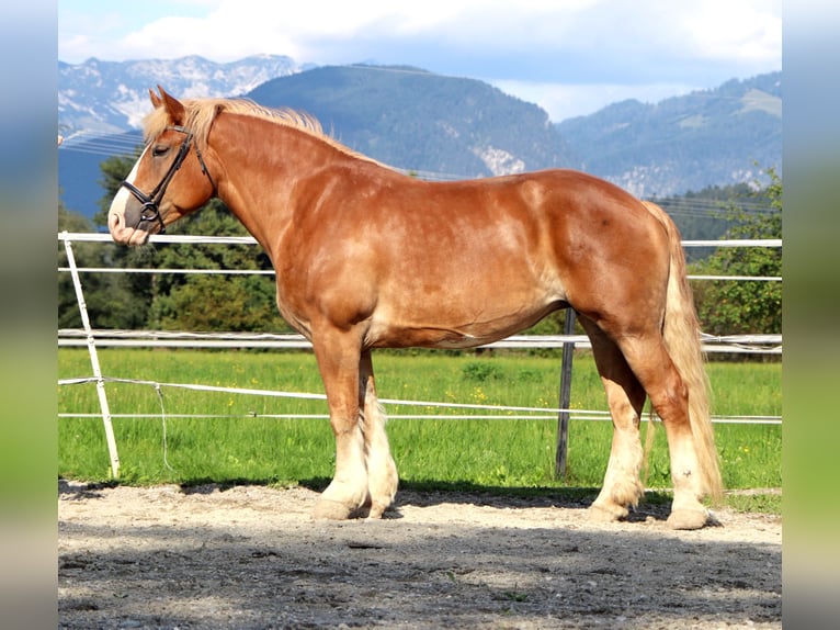 Sangre fría polaco Yegua 6 años 156 cm Alazán in Kirchbichl