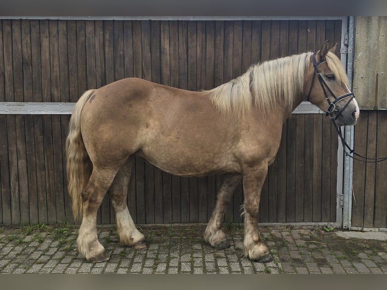 Sangre fría polaco Yegua 6 años 156 cm Alazán in Mülheim an der Ruhr