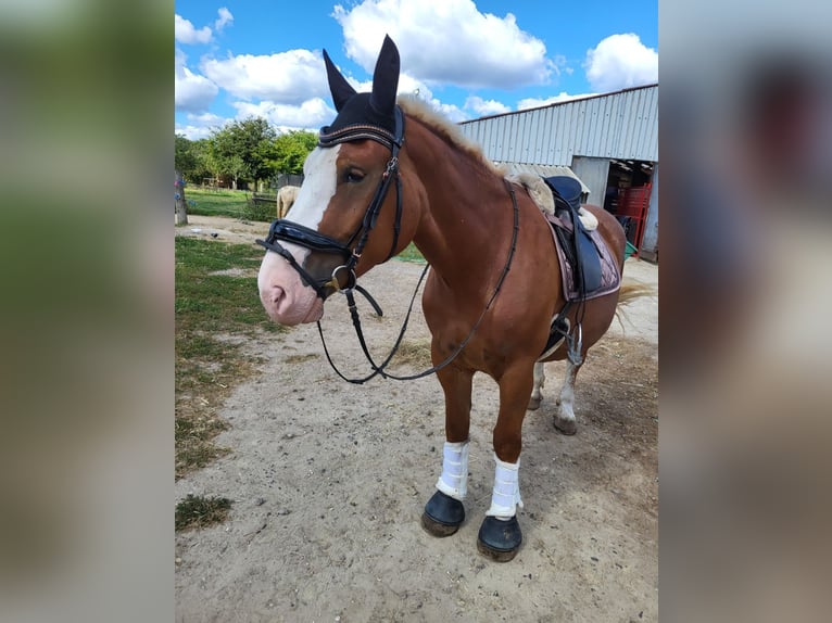 Sangre fría polaco Yegua 6 años 160 cm Alazán in Nettetal