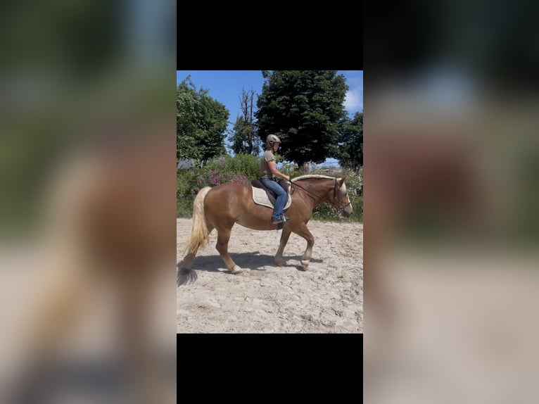 Sangre fría polaco Yegua 6 años 165 cm Alazán in GleichenGleichen