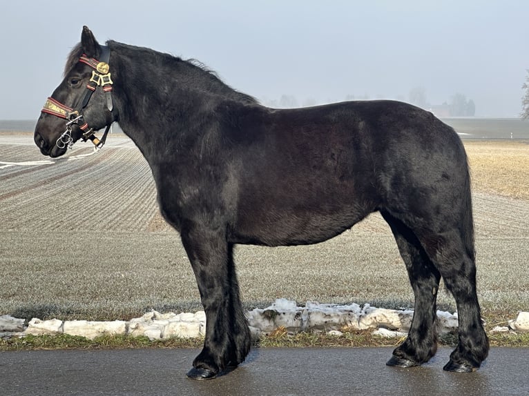 Sangre fría polaco Yegua 7 años 160 cm Negro in Riedlingen