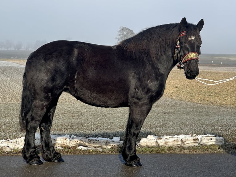 Sangre fría polaco Yegua 7 años 160 cm Negro in Riedlingen