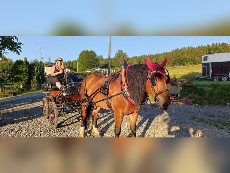 Sangre fría polaco Yegua 7 años 163 cm Castaño in Stammbach