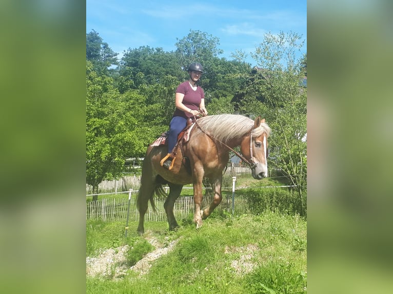 Sangre fría polaco Yegua 8 años 157 cm Alazán in Bayerbach
