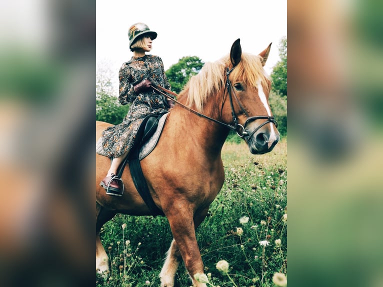 Sangre fría polaco Mestizo Yegua 8 años 163 cm Alazán in Gründau