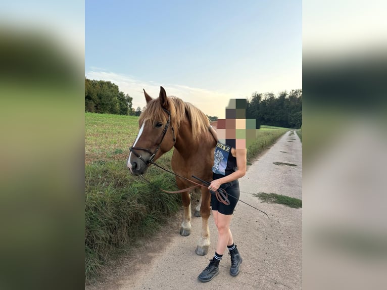 Sangre fría polaco Mestizo Yegua 8 años 163 cm Alazán in Gründau