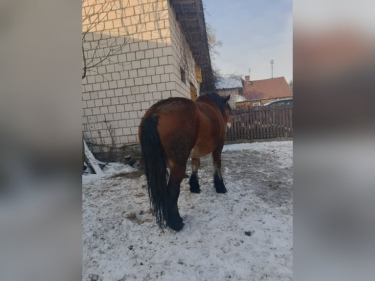 Sangre fría polaco Yegua 8 años 170 cm Castaño in Dąbrówka
