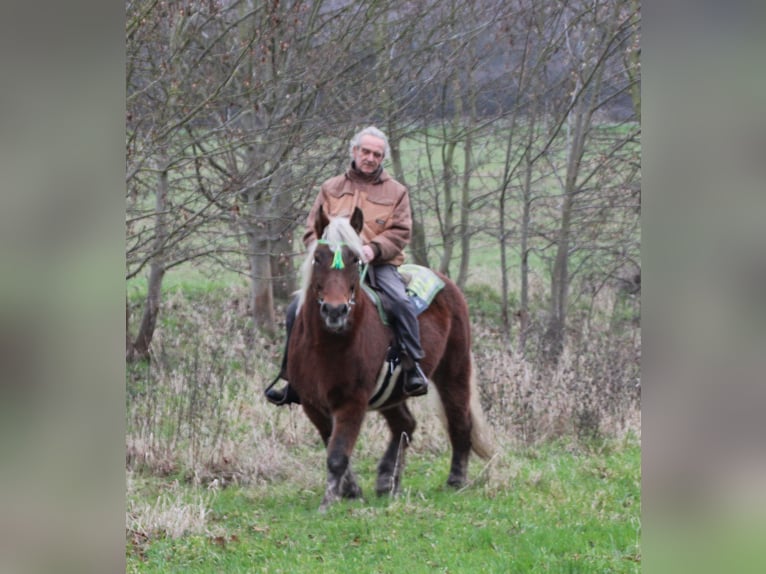 Sangre fría polaco Yegua 9 años 157 cm Alazán in Miehlen