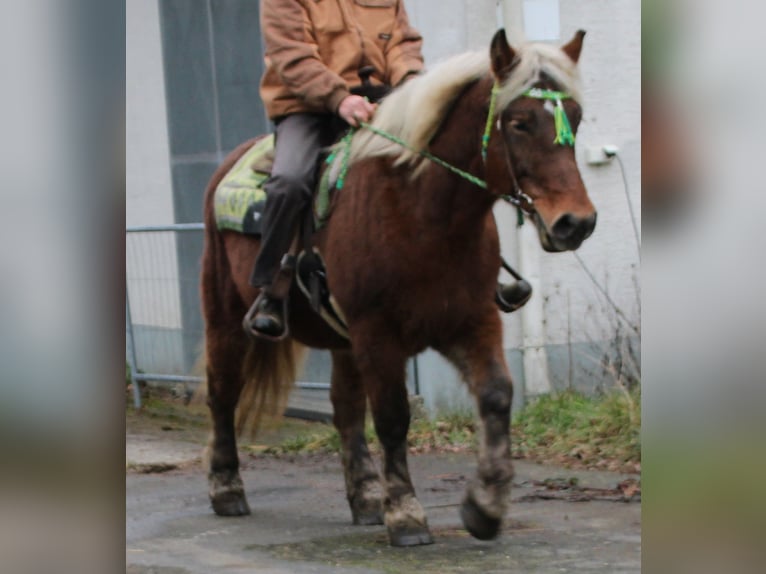 Sangre fría polaco Yegua 9 años 157 cm Alazán in Miehlen