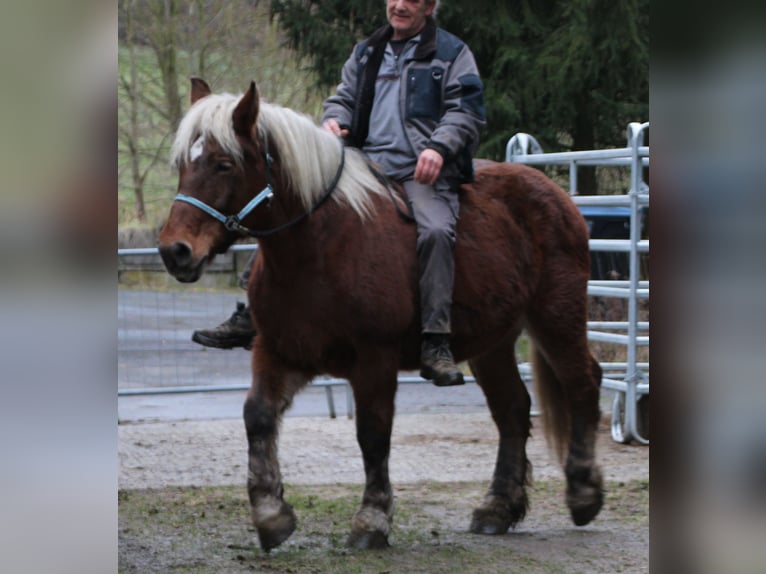 Sangre fría polaco Yegua 9 años 157 cm Alazán in Miehlen