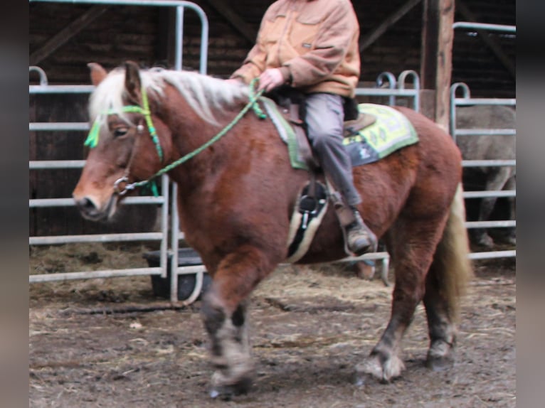 Sangre fría polaco Yegua 9 años 157 cm Alazán in Miehlen