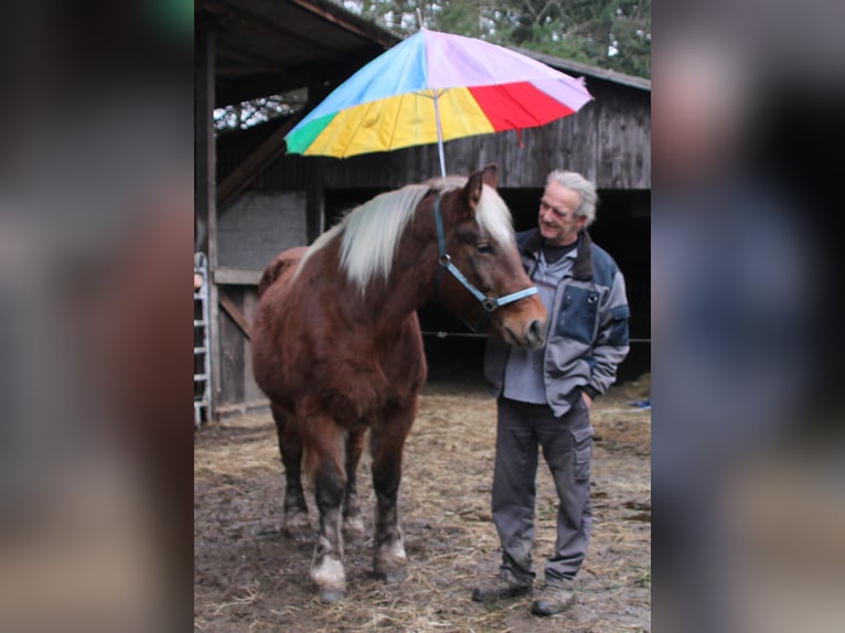 Sangre fría polaco Yegua 9 años 157 cm Alazán in Miehlen