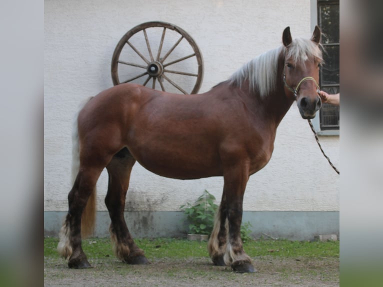 Sangre fría polaco Yegua 9 años 157 cm Alazán in Miehlen