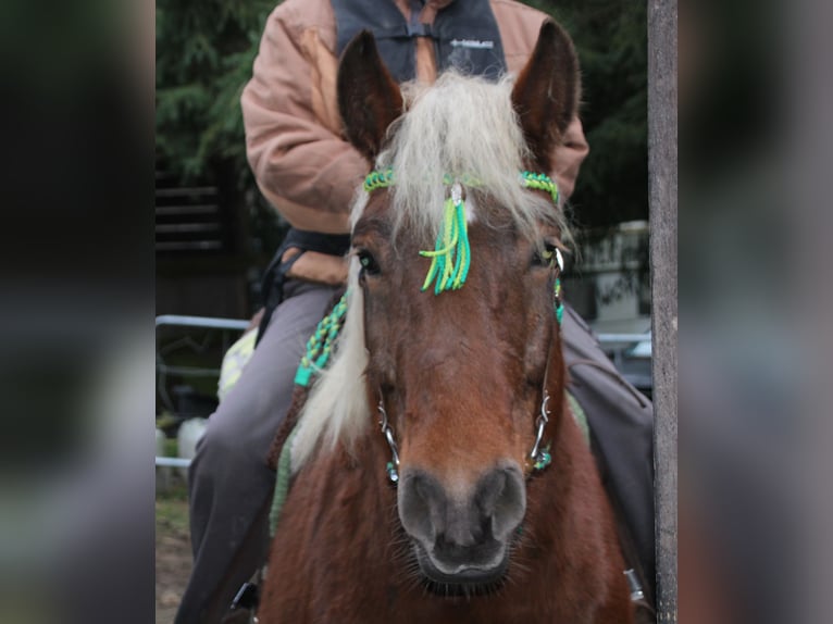 Sangre fría polaco Yegua 9 años 157 cm Alazán in Miehlen