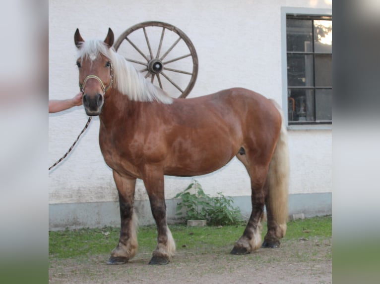 Sangre fría polaco Yegua 9 años 157 cm Alazán in Miehlen