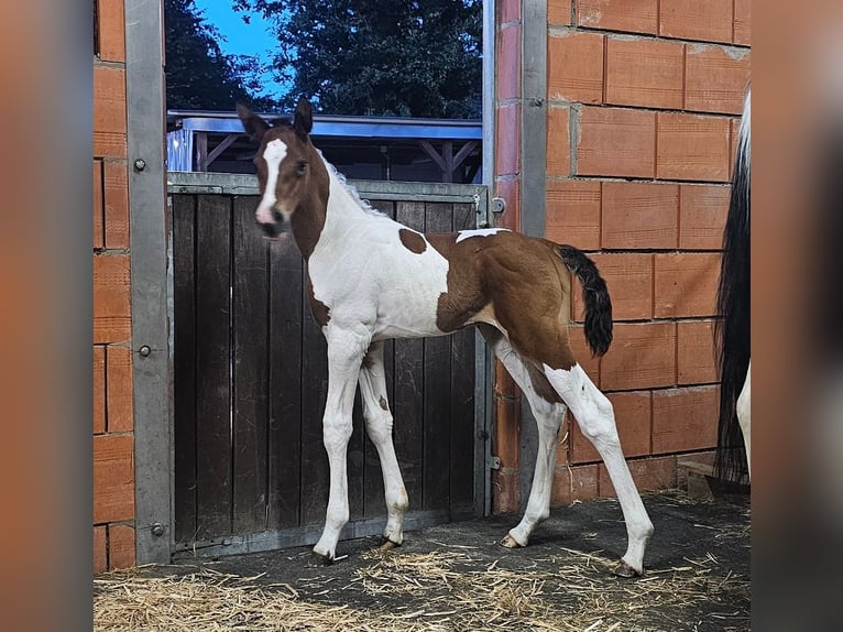 Sangre Noble Alemana Semental Potro (07/2026) 160 cm Tobiano-todas las-capas in Twistringen